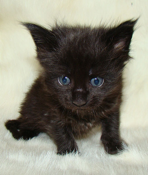     Catsvill County!   !    !       !!!    Catsvill County +7-926-544-74-09     .   ,   ,   ,    ,   ,  ,     ,   -,    ,   !